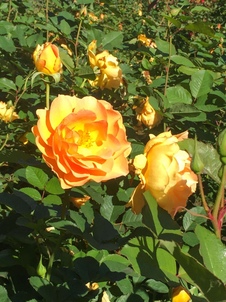Things To Do in Portland: International Rose Garden